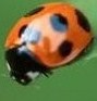Benutzeravatar