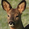 Benutzeravatar