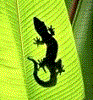 Benutzeravatar