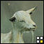 Benutzeravatar