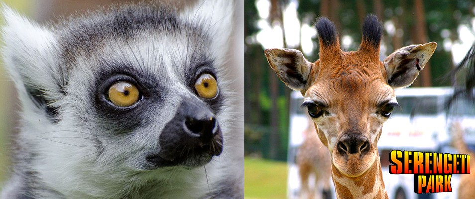 40 Jahre Serengeti Park